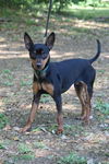 Wishbone the Min Pin