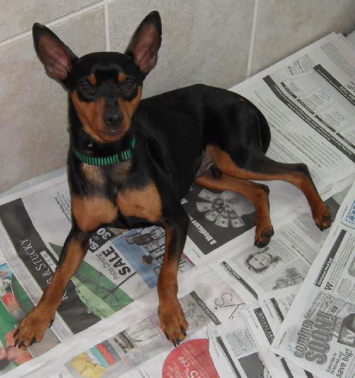 Wishbone the Min Pin