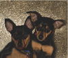 Wishbone the Min Pin