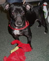 Fiona the Dachshund (Video)