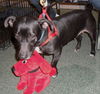 Fiona the Dachshund (Video)