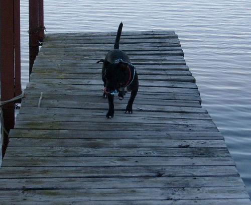 Fiona the Dachshund (Video)