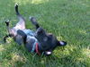 Fiona the Dachshund (Video)