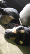 Chance the Chihuahua