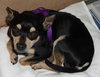 Chance the Chihuahua