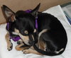 Chance the Chihuahua