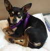 Chance the Chihuahua
