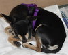 Chance the Chihuahua