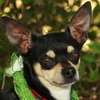 Chance the Chihuahua