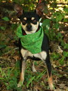 Chance the Chihuahua