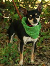 Chance the Chihuahua