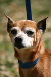 Red the Senior Min Pin