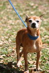 Red the Senior Min Pin