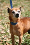Red the Senior Min Pin