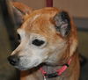 Red the Senior Min Pin