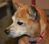 Red the Senior Min Pin