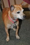 Red the Senior Min Pin