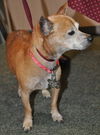 Red the Senior Min Pin