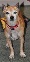 Red the Senior Min Pin