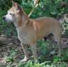 Red the Senior Min Pin