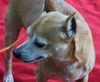 Red the Senior Min Pin
