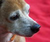Red the Senior Min Pin