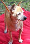 Red the Senior Min Pin