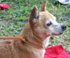 Red the Senior Min Pin