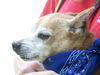 Red the Senior Min Pin