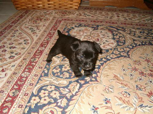 Rainbow the Westie Puppy