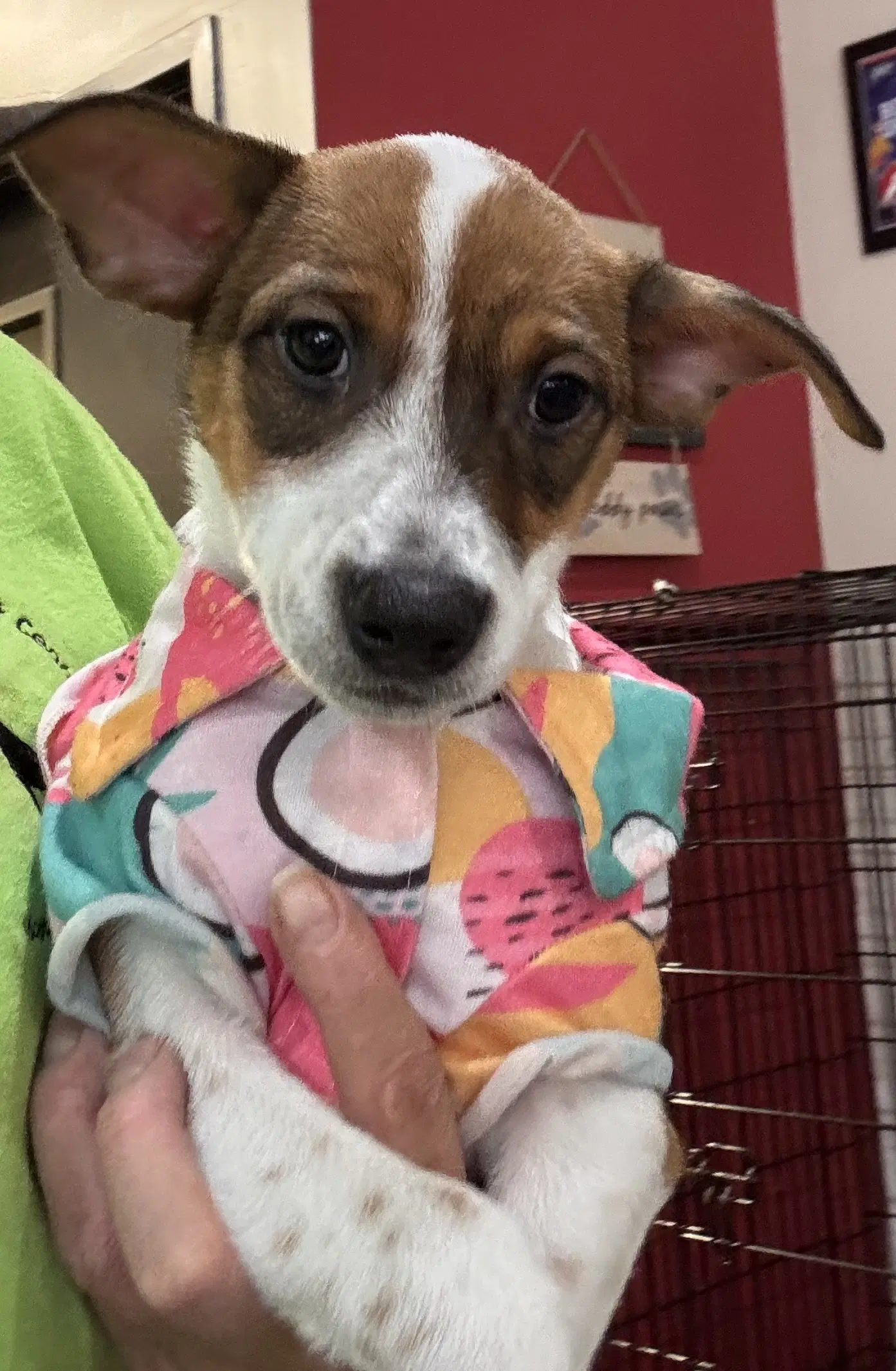 Freddy Fh - Jack Russell Terrier
