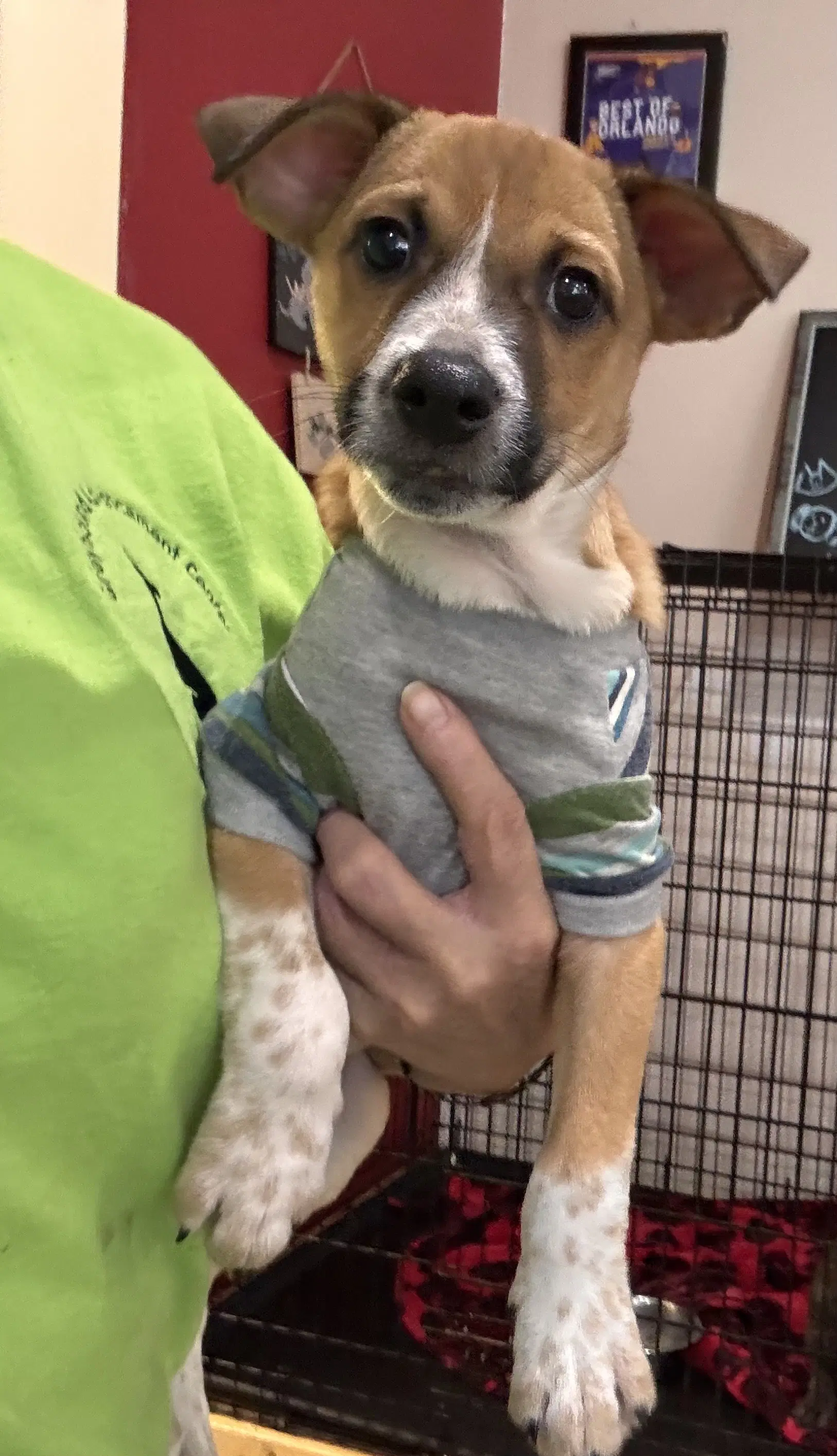 Heddy Fh - Jack Russell Terrier