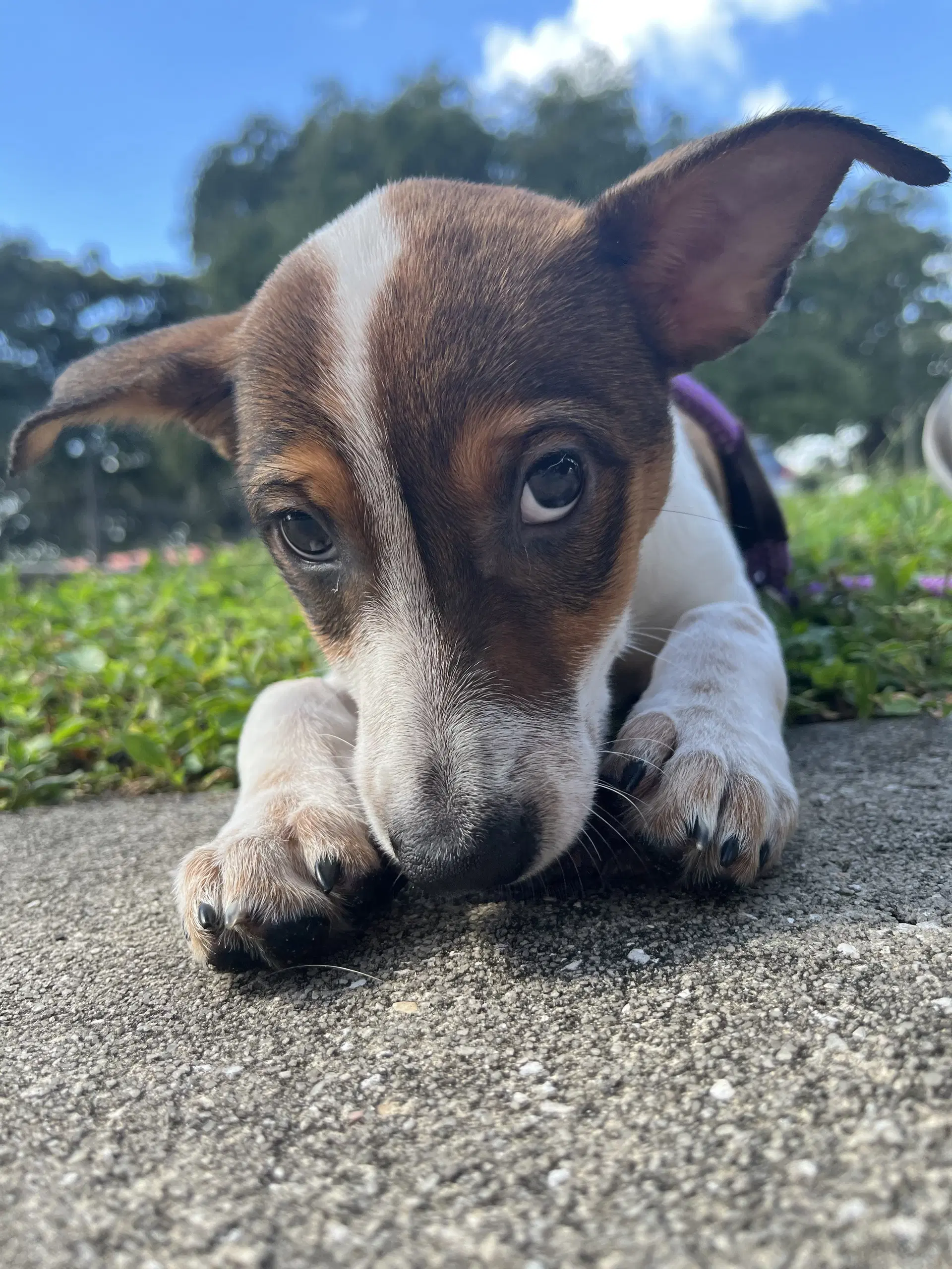 Heddy Fh - Jack Russell Terrier