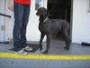Molly the Mastiff