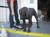 Molly the Mastiff
