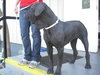 Molly the Mastiff