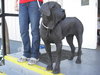 Molly the Mastiff