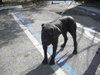 Molly the Mastiff
