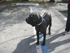 Molly the Mastiff