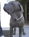 Molly the Mastiff