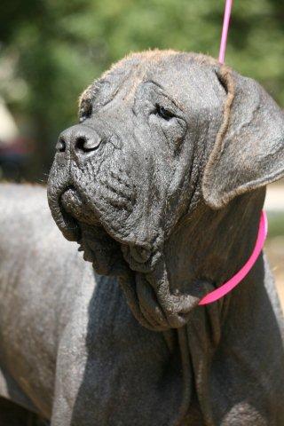 Molly the Mastiff