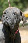 Molly the Mastiff