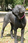 Molly the Mastiff