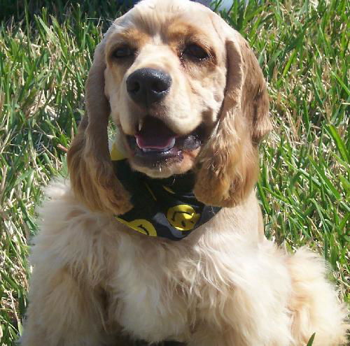 Tommy the Cocker Spaniel