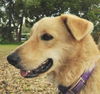Jackson the Golden Puppy
