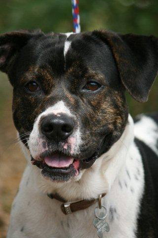 Roscoe the American Bulldog