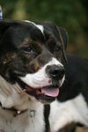 Roscoe the American Bulldog