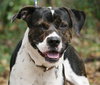 Roscoe the American Bulldog