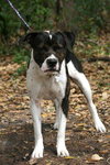 Roscoe the American Bulldog