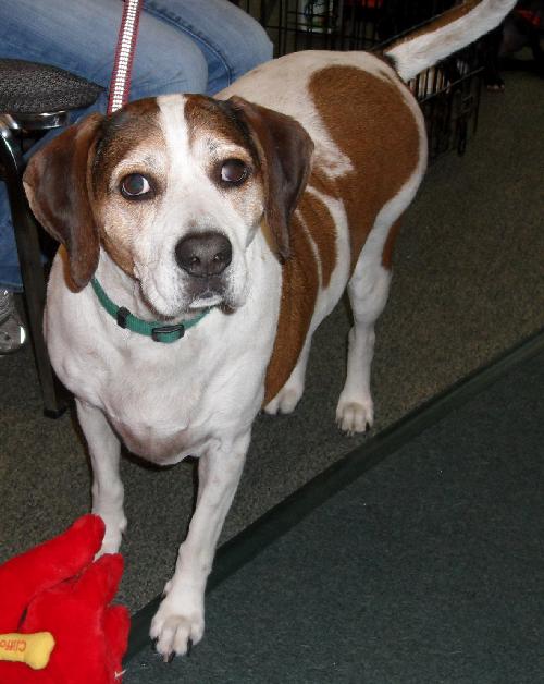 Hero the Beagle